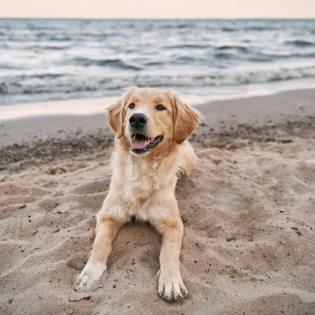 Modernes - Herzog Barnim * Zingst